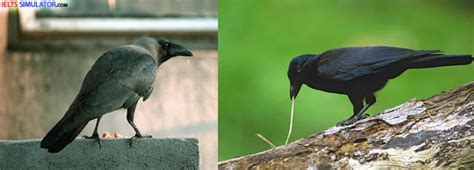 Lecturer : I'm going to talk today about research into a particular species of bird, the <strong>new Caledonian crow</strong>, whose natural. . New caledonian crows and the use of tools ielts listening answers